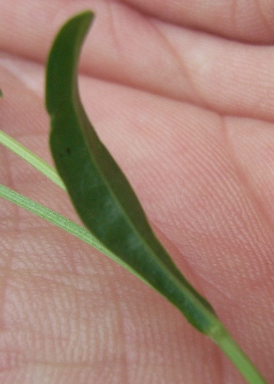 sul marciapiede - Crepis cfr bursifolia?